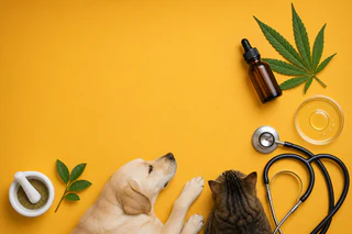 FDA Opens Regulatory Pathway for Argent BioPharma’s CannEpil Veterinary Program