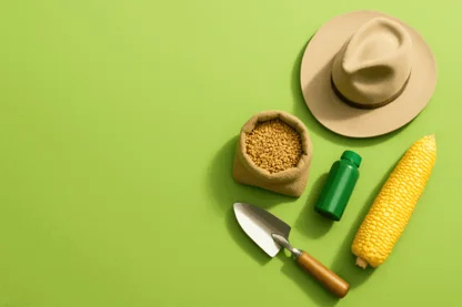 Previous Article Image