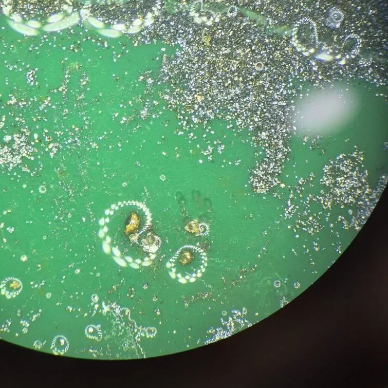Pan concentrate sample (39-40m depth from drill hole 26NGRC004) reveals multiple visible gold grains up to ~0.5mm