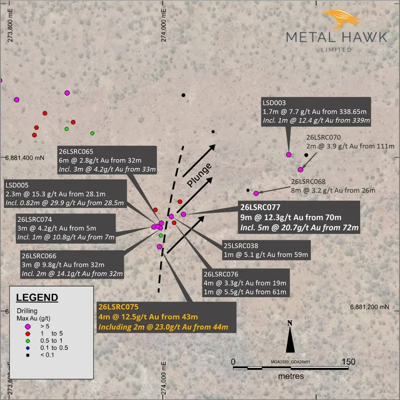 Thylacine south zone drilling (max Au g/t). Holes intersecting the Numbat lode labelled white; 26LSRC075 resplit result (reported 8 October 2026) labelled oran…