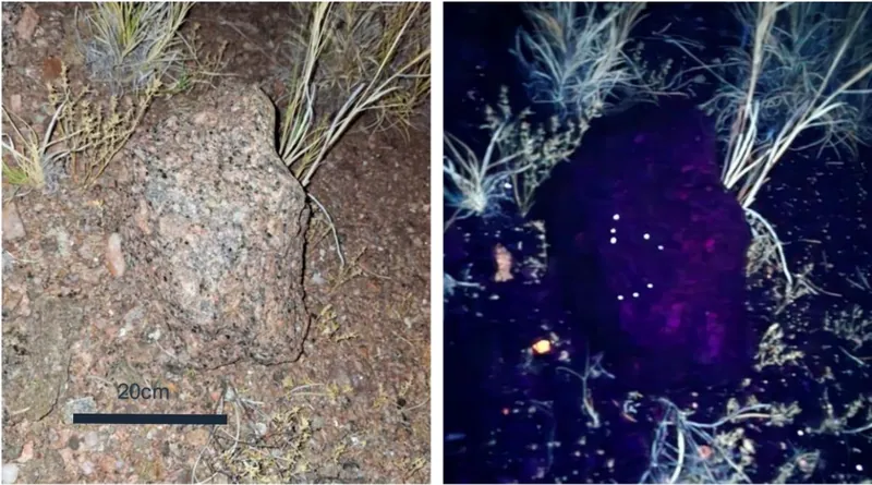 UV (right) and white light (left) lamping photographs showing UV fluorescent mineral response (estimated at < 1% scheelite) in porphyritic granite boulder at H…