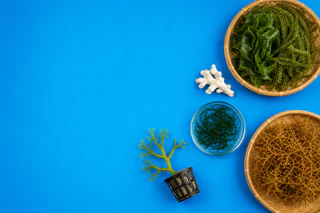 BPH Global Advances Indonesian Seaweed Hub with ITBM Partnership