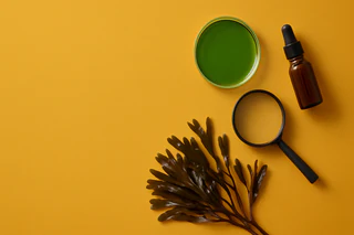 BPH Global Advances Seaweed Sampling to Unlock Rare Earth Element Potential