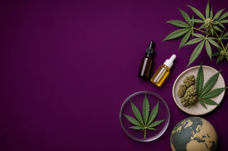 Cann Group Advances Cash Flow and Export Growth Amid Leadership Shift