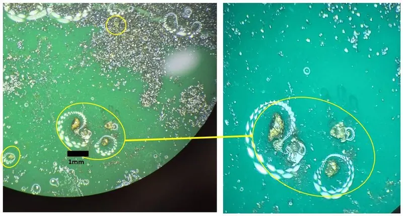 Pan-concentrate sample (40m depth from drillhole 26NGRC004) showing multiple visible gold grains up to ~0.5mm