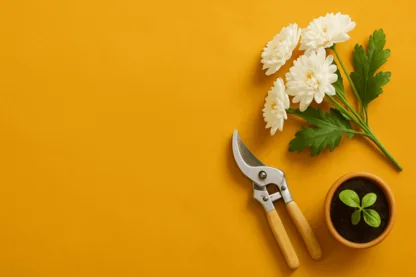 Previous Article Image