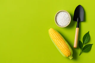 Minbos Advances Angola Fertilizer Market with PRIMEIRO Plus+ Trials